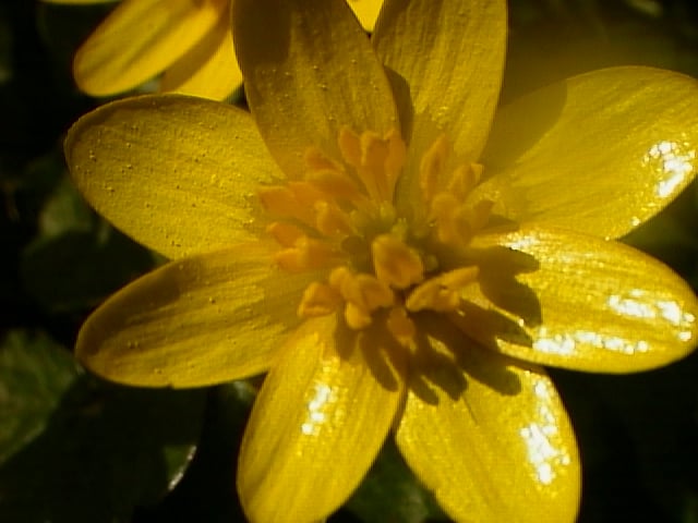 canon-powershot-350-sample-image-AUT_0989