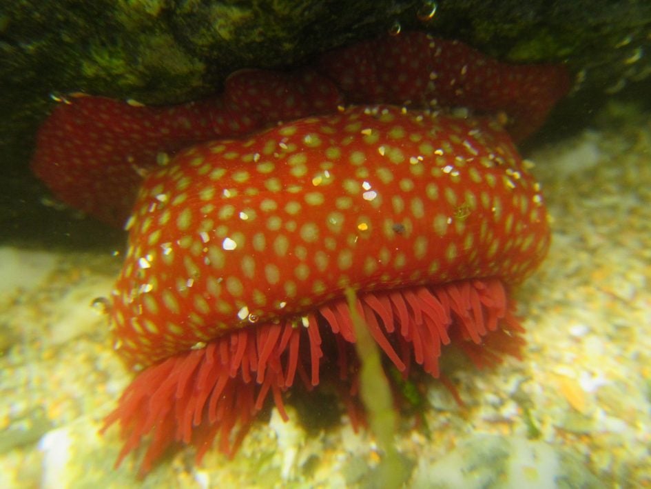 canon_d30_underwater_macro_3000px