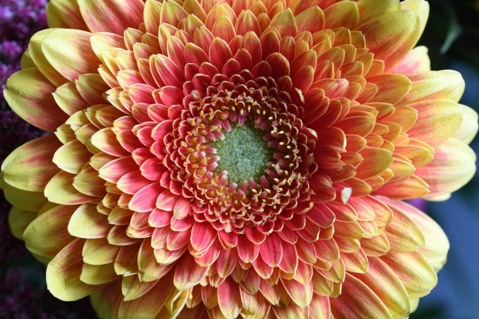 Nikon-D850_stack_2566